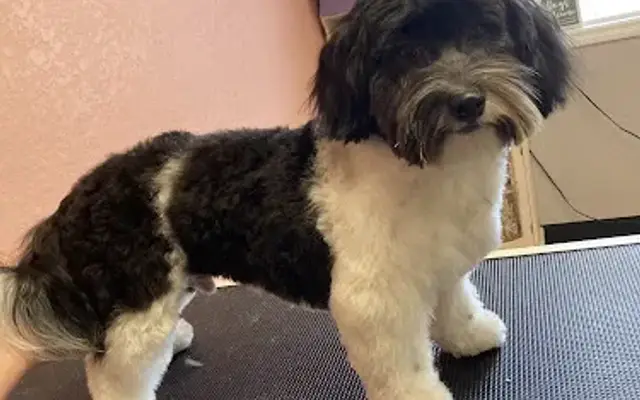 By Faith and Fur Pet Salon in Marble Falls, TX