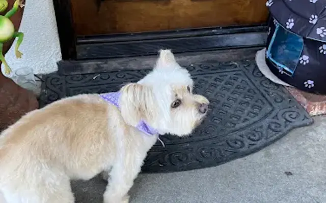 The Paw Expressions in Covina, CA