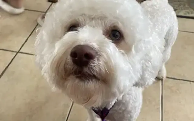 Charlie`s Grooming in Downey, CA