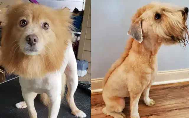 Mr. Rogers Mobile Pet Grooming LLC in North Port, FL