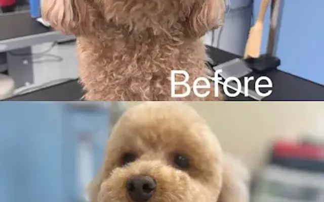 SmiloPaws Pet Grooming in Kirkland, WA