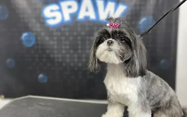 Bubbles Doggy Spaw in Katy, TX