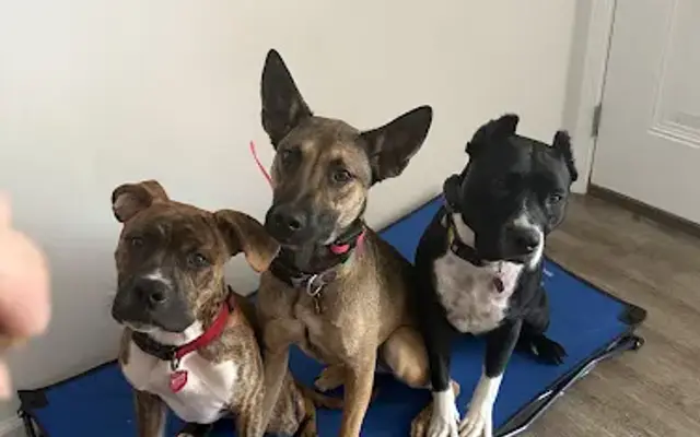 Beyond the Leash in Farmington, MO
