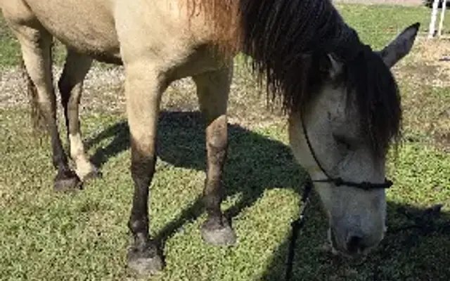 Countryside Veterinarian Clinic in Ferris, TX