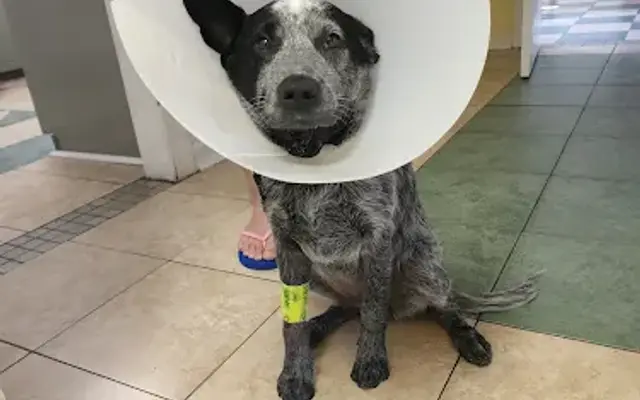Windsor Pet Care in Windsor, VA