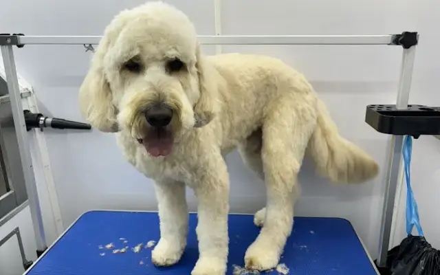 Dirty Critters Mobile Dog Grooming in Moscow, ID