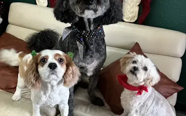 The BeautyBark LLC in Houston, TX