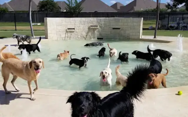 Rover Oaks Pet Resort, Houston in Houston, TX