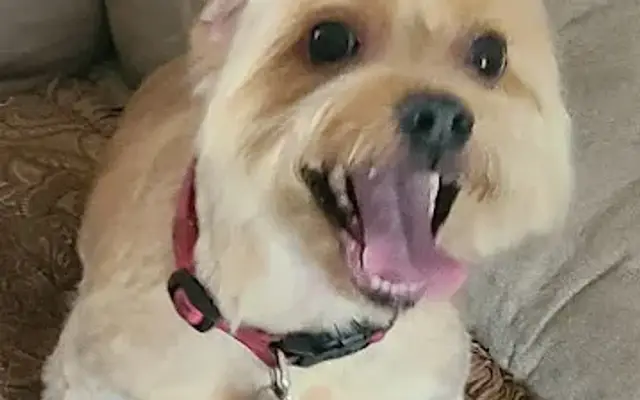Carla's Pampered Pets in Texarkana, AR