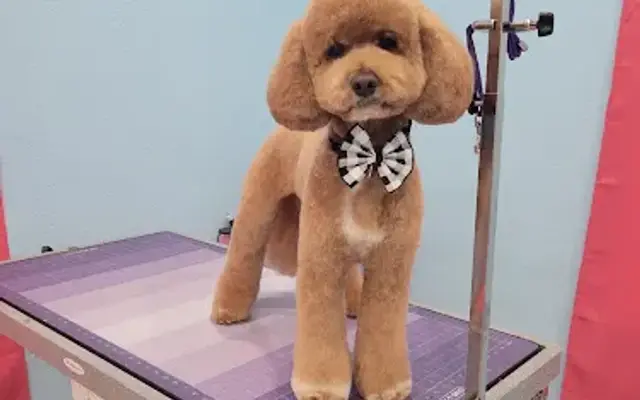 The Bubble Club Dog Grooming Salon in Houston, TX