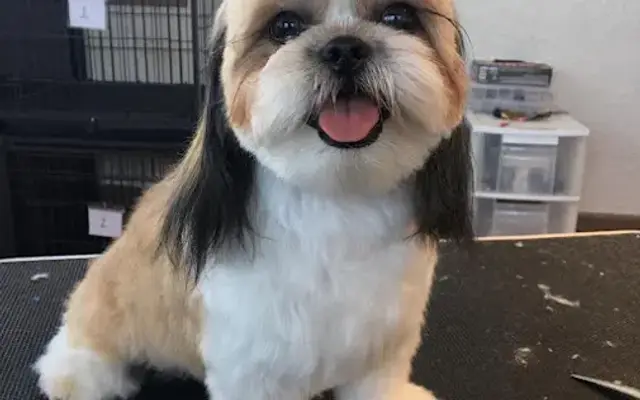 The Dogfathers Grooming LB in San Jose, CA