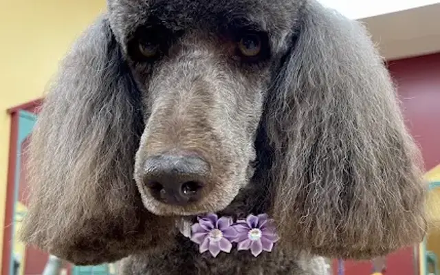 Anoka Pet Stylists in Anoka, MN