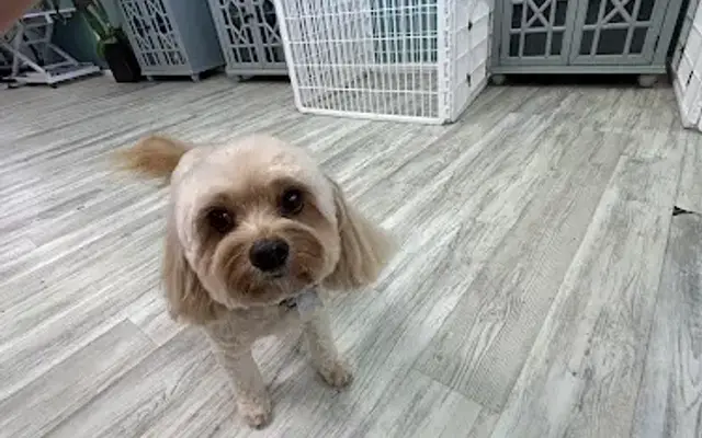 Poobears grooming service in Venice, FL