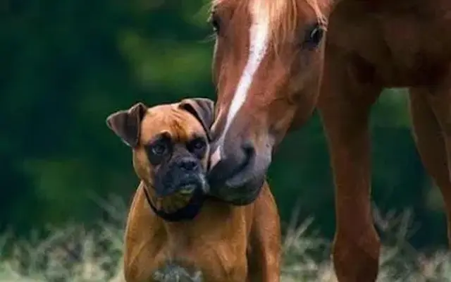 Pet and Pasture in Rockwall, TX