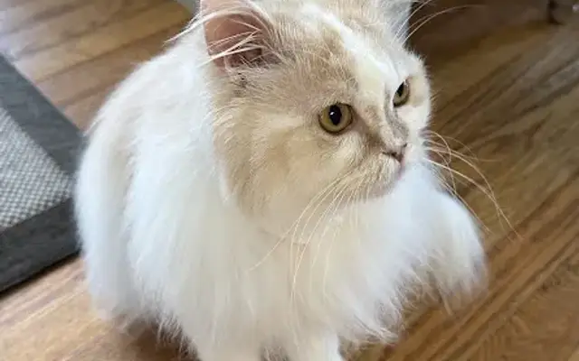 One White Whisker in Charlotte, NC