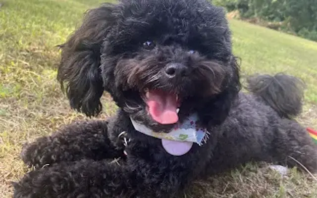 Pawsitive Vibes Grooming LLC in Waterbury, CT