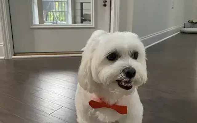 Canton Pet Spa in Canton, GA