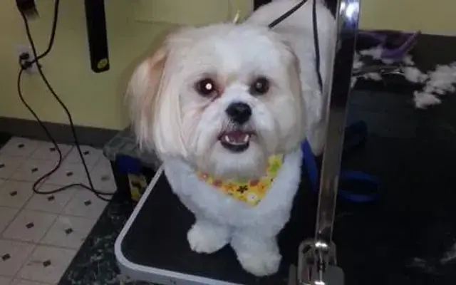 Furever Friends Mobile Pet Grooming in Lady Lake, FL