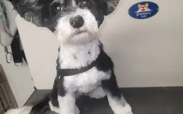 Darla's Little Rascals Mobile Grooming, LLC in Pittsboro, NC