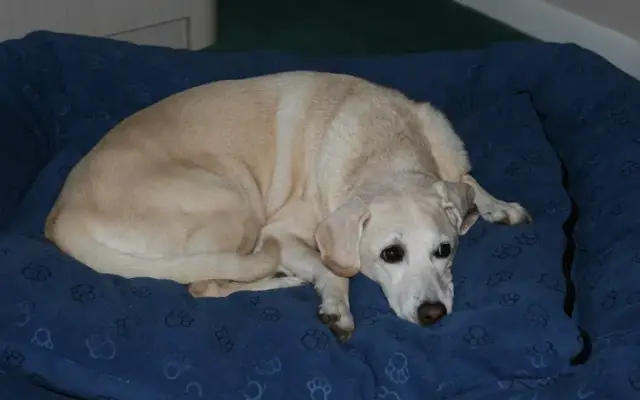 Best Friend Pet Sitting in Shorewood, IL