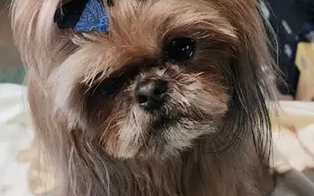 12Th Paw Mobile Spa LLC in Covington, WA