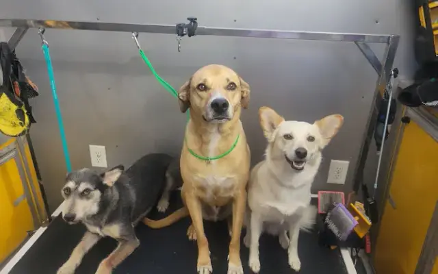 Shear Pawfection in Rowlett, TX
