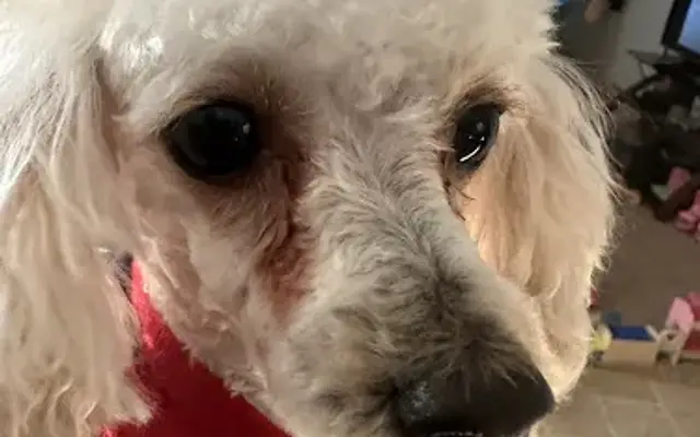 Affordable Dog Grooming in De Soto, MO
