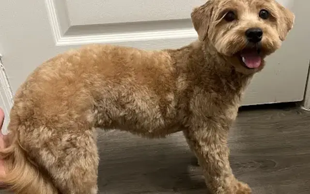 Thee Grooming Genie in Plant City, FL