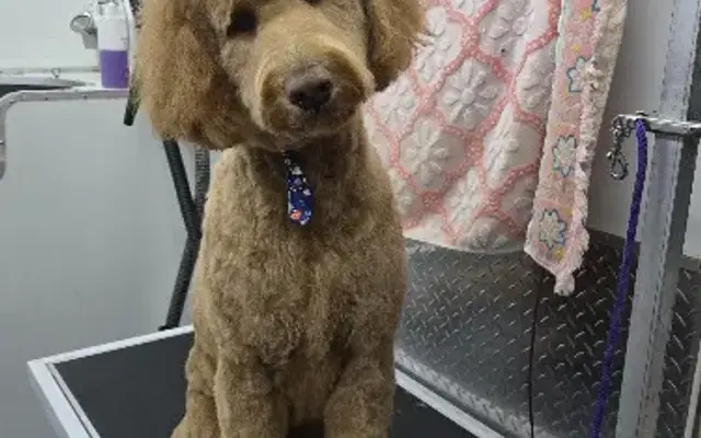 Clippity Snip-Pets Mobile Dog Grooming in Eugene, OR