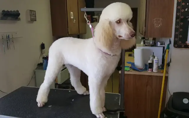 4 Pawz Pet Salon in Scottville, MI