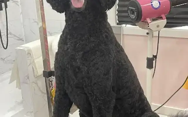 Dog House Grooming,LLC in South Connellsville, PA