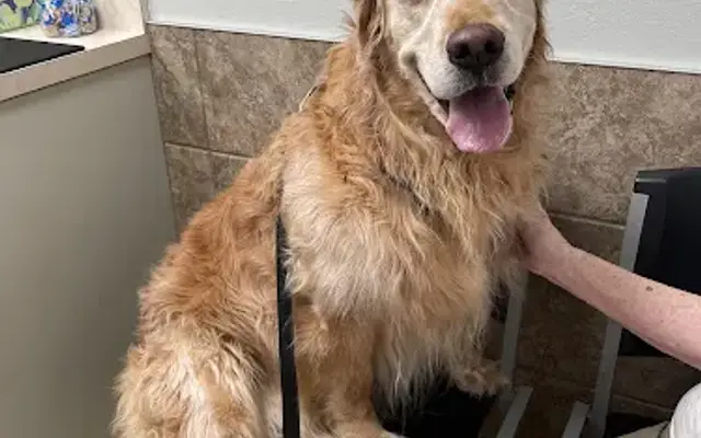 Wedington Animal Hospital in Fayetteville, AR