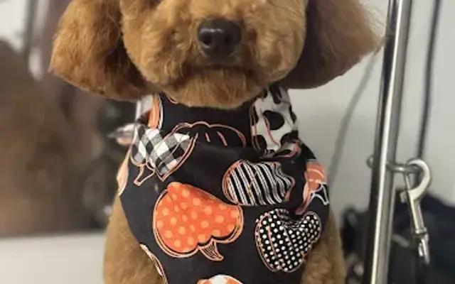 The Good Dog Mobile Grooming in Agoura Hills, CA
