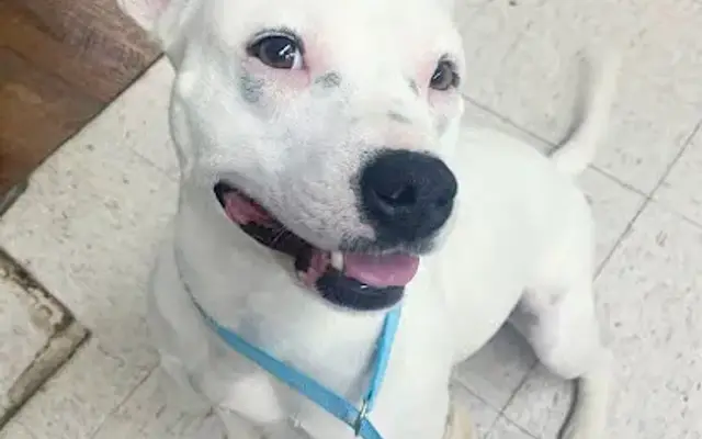 Plaza Animal Hospital in Mooresville, NC