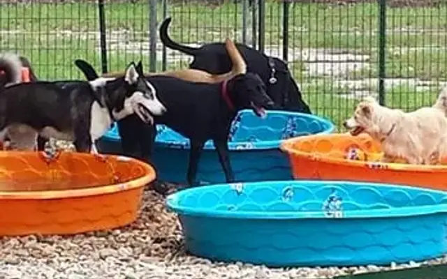 Happy Trails Kennels & Grooming in Georgetown, TX