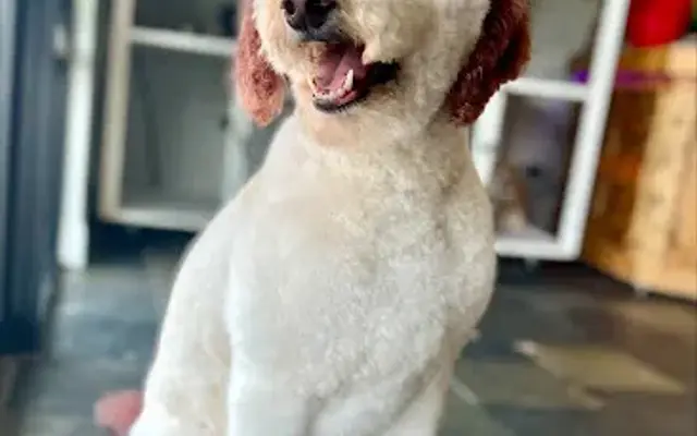 Deez Muttz Mobile Grooming in Lochbuie, CO
