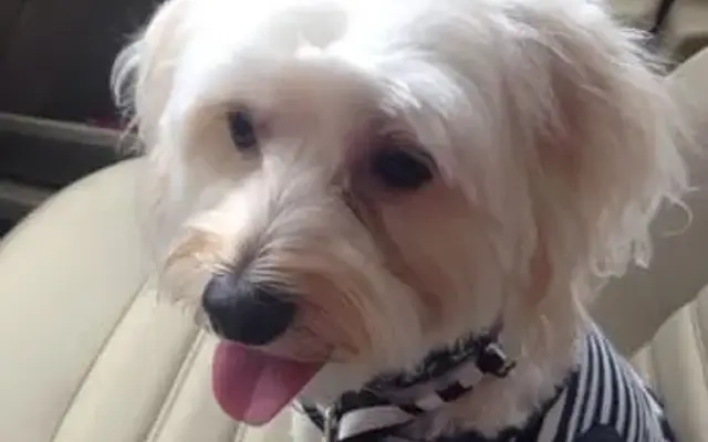 Befur and After Pet Grooming in Marietta, GA
