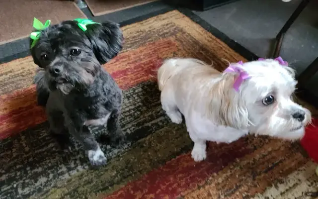 C C's Pet Grooming in Fountain, MI