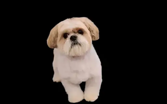 Greenwood Grooming in Bonney Lake, WA