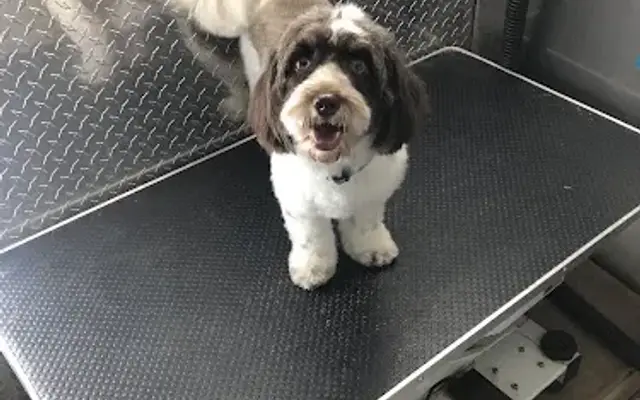 Mobil Pet Grooming Fernan in Orange Park, FL