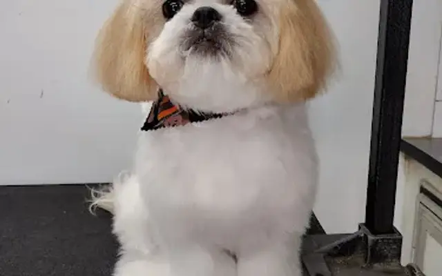 Mel's N'Tails Pet Grooming in Hesperia, CA