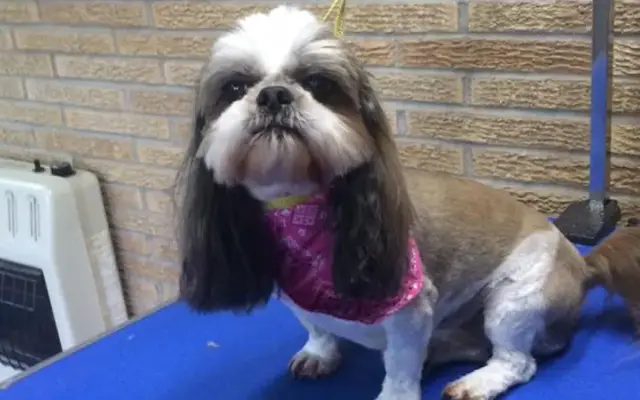Pabst Pooch Parlor in Sedalia, MO
