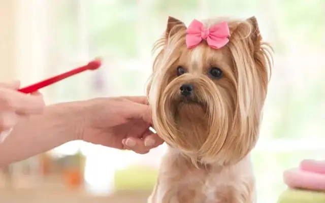 Yuppy Puppy Pet Spa in O'Fallon, MO