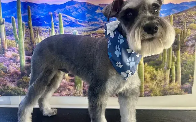 Tumbleweed Dog Spa in Phoenix, AZ