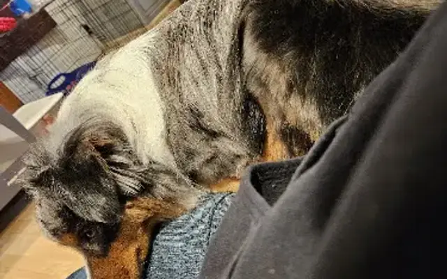 Grooming Tails in Eldora, IA