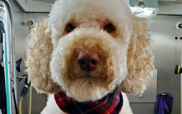 Sherpa Dog Mobile Grooming in Carmel, IN