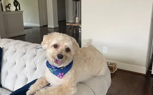 Woofie’s® in McKinney, TX
