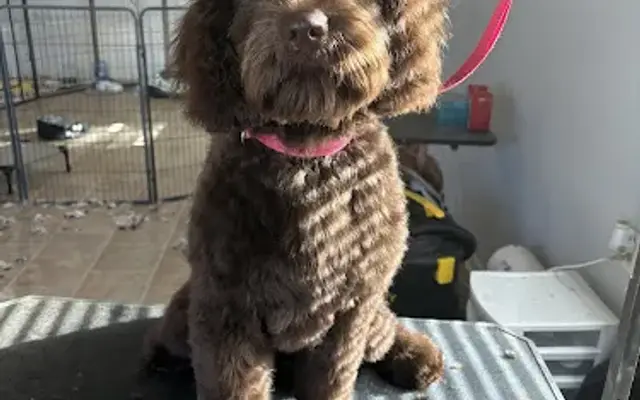 Clip'N Dip Dog Grooming in Lexington, NC