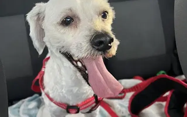 Happy Hounds in Harbor City, CA