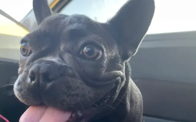 Pretty Pets Mobile Grooming in Mission Viejo, CA